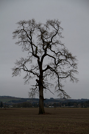 Farmington Rd, Washington Co. OR