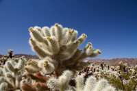 Cholla Gardens, Joshua Tree, AZ