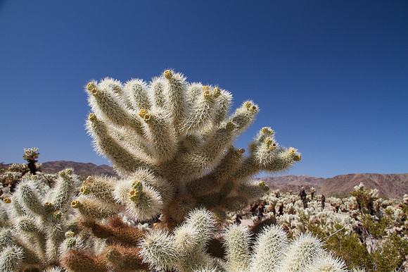Cholla Gardens, Joshua Tree, AZ