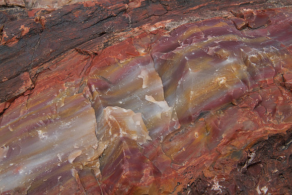 Petrified wood, AZ