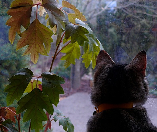 Witty at the window