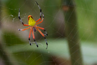 poisonous spider, Costa Rica