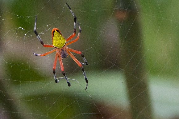 poisonous spider, Costa Rica