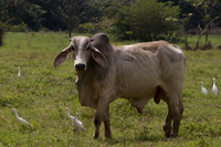 Bull, Costa Rica