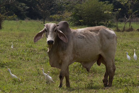 Bull, Costa Rica