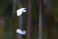 bird, Costa Rica