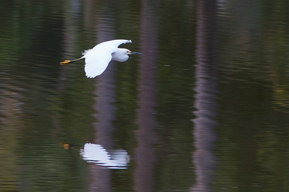 bird, Costa Rica
