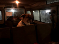 Bear in cargo