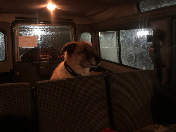 Bear in cargo