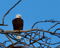 Upper Deschutes River Birds