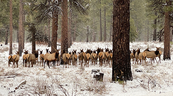 Elk near Sunriver