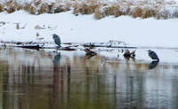 Great Blue Herons on the bank