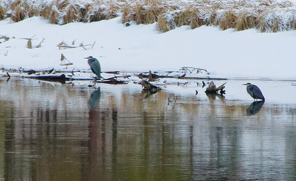 Great Blue Herons on the bank