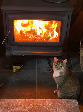 Witty at the stove