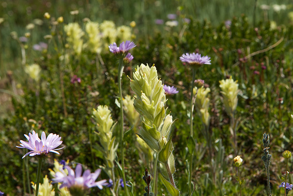 Yellow Paintbrush?