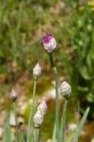 Wild Onions